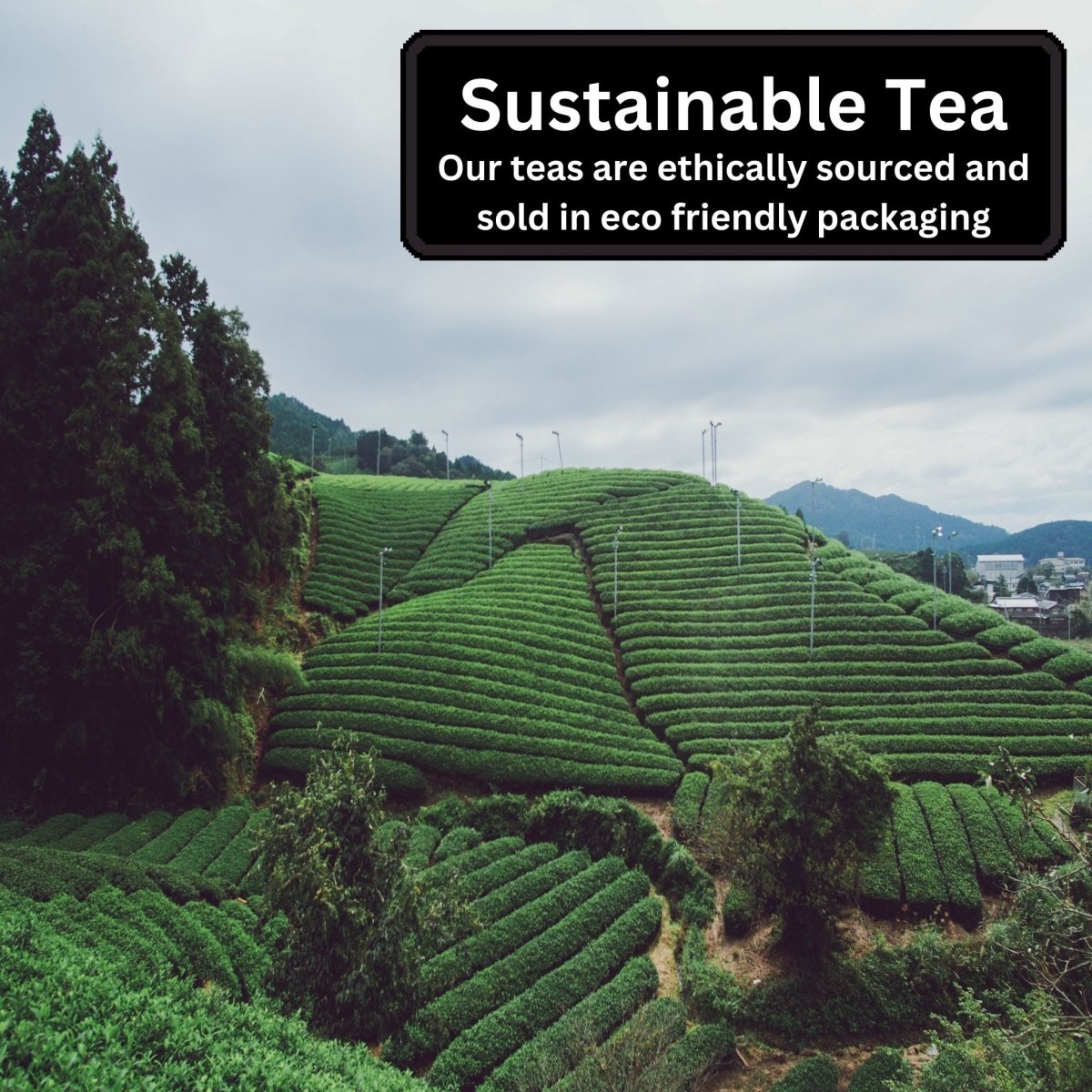 Tea Selection Gift Box, 3 Gourmet Exotic Teas, Eco Friendly Gift, Camellios (3 Packs, 15 Tea Bags Each)