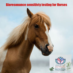 Pet Bioresonance Sensitivity Testing