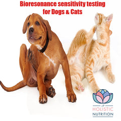 Pet Bioresonance Sensitivity Testing