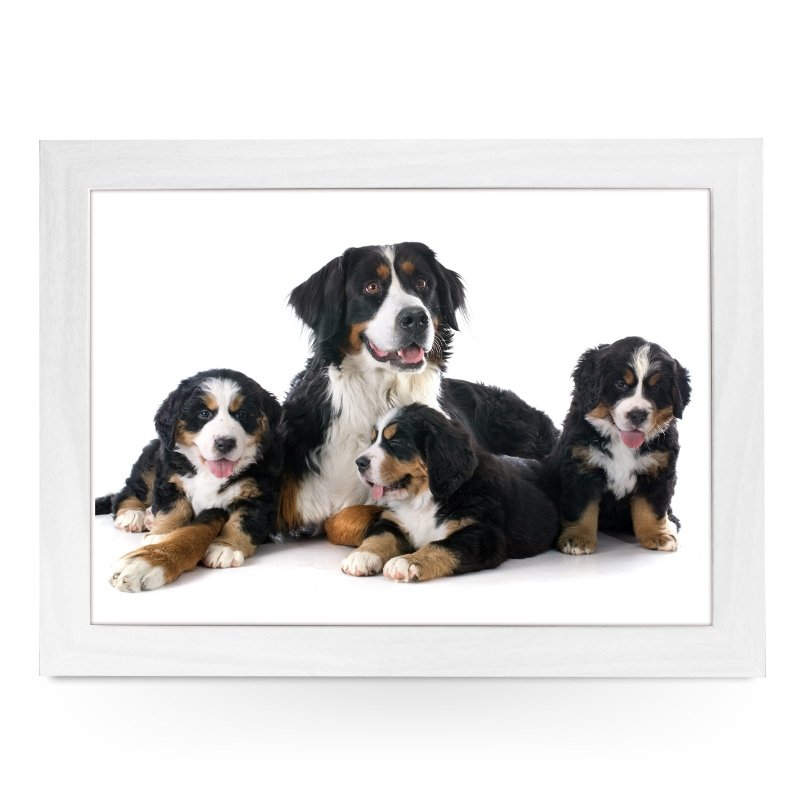 Yoosh Family of Bernese Moutain Dogs Lap Tray - L0161 - Kitchen Tools & Gadgets - British D'sire