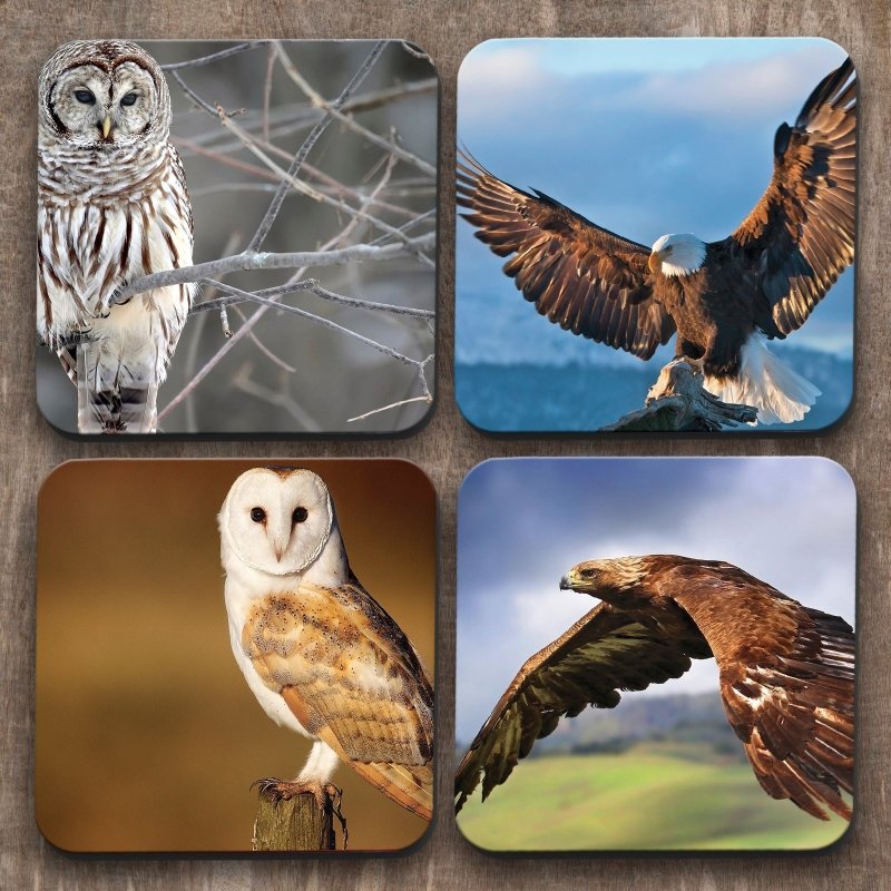 Yoosh Owls and Eagles x 4 Coasters - British D'sire