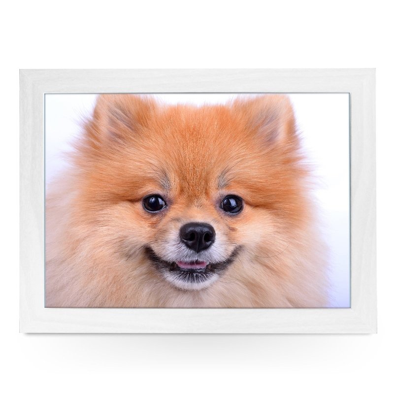 Yoosh Pomeranian Dog Close Up Lap Tray - L0200 - Kitchen Tools & Gadgets - British D'sire